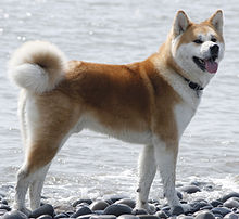 top 20 most beautiful dog breeds